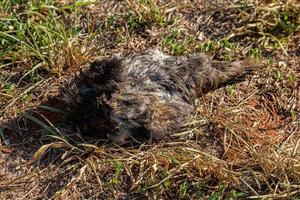 groot zwart vogel dood foto