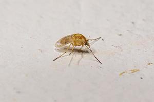 volwassen niet-bijtende mug foto