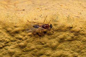 mannelijke volwassen myrmicine mier foto