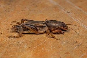 volwassen mol cricket foto