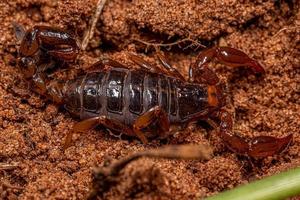 geleedpotige spinachtige cheliceraat schorpioen foto