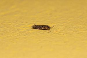 volwassen caddisfly insect foto