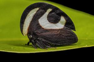 volwassen zwart-witte treehopper foto