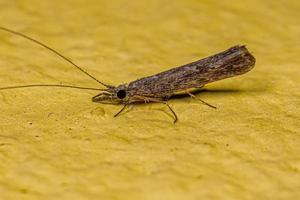 volwassen vrouwelijke caddisfly insect foto