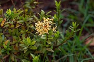 geel oerwoud vlam fabriek bloem foto