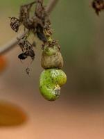 cachou fruit met selectief focus foto