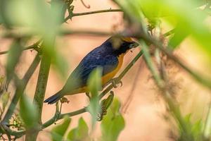 mannetje verkrachtig euphonia vogel foto