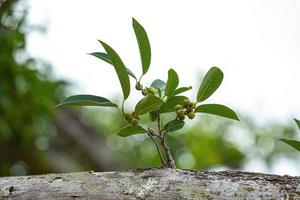 angiosperm fig boom foto