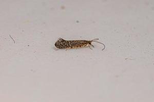 volwassen weinig zwart caddisfly insect foto