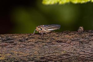 volwassen scherpschutter insect foto