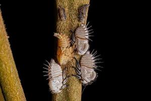 typische treehoppers nimf foto