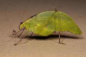 volwassen blad katydid foto