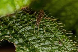 volwassen limoniid kraanvlieg foto