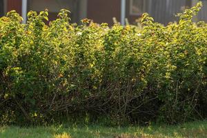 oranje bloem van gemeenschappelijk lantana planten foto