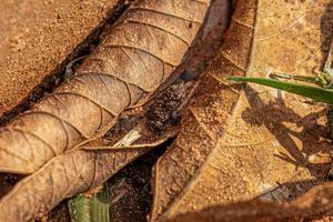 juveniele cururu pad foto