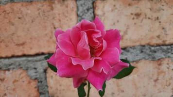 detailopname detail van roze rozen foto