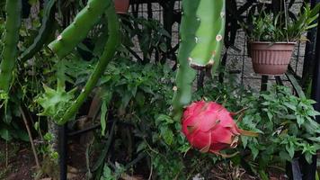 de rood draak fruit Aan de boom is klaar naar worden geplukt 03 foto