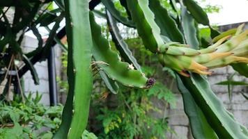 draak fruit planten dat zijn groen en vol van doornen 01 foto