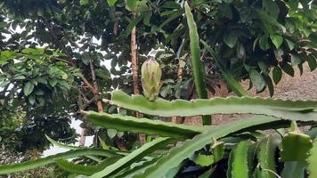 draak fruit bloemen dat zijn nog steeds bloemknoppen en groen foto