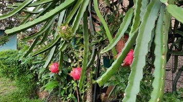 drie rood draken Aan de boom klaar naar worden geoogst 02 foto