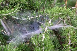 Aan de takken en bladeren van bomen spin webben van dun draden. foto