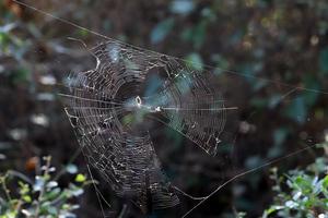 Aan de takken en bladeren van bomen spin webben van dun draden. foto