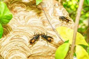 reusachtig wesp nest foto