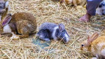de konijn aan het eten voedsel van de beker. foto