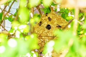 reusachtig wesp nest foto