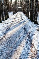 Rechtdoor sneeuw steeg in berk bosje in winter foto