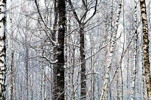 berk boomstammen in winter Woud foto