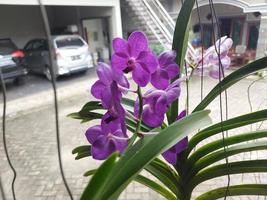 selectief focus Aan de schoonheid van de vanda zuiver was- blauw orchidee in de tuin. wazig achtergrond. foto