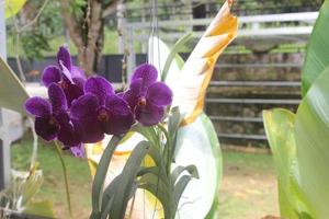 selectief focus van mooi vanda zuiver was- blauw orchidee bloemen in de tuin. wazig achtergrond. blauw vanda orchidee. foto