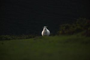 schapen die op een met gras begroeid veld lopen foto