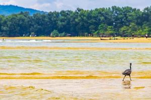 Super goed zwart water vogel reiger ooievaar vliegend staand water phuket Thailand. foto