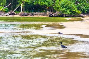 Super goed zwart water vogel reiger ooievaar vliegend staand water phuket Thailand. foto