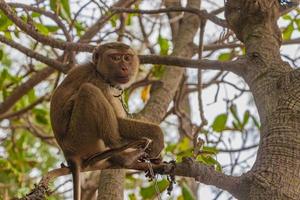 aap makaak geketend Aan banden in oerwoud Aan strand Thailand.