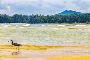 Super goed zwart water vogel reiger ooievaar vliegend staand water phuket Thailand. foto