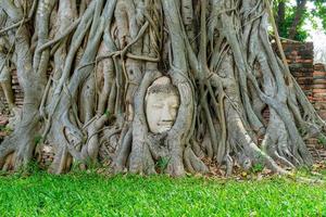 boeddhahoofdbeeld met gevangen in bodhiboomwortels bij wat mahathat foto