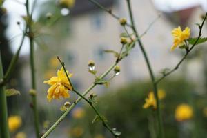 gele bloem na de regen foto