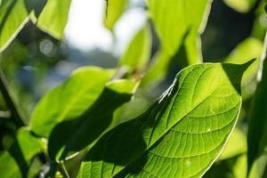 groen bladeren dichtbij omhoog. foto