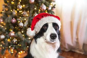 grappig schattig puppy hond grens collie vervelend Kerstmis kostuum rood de kerstman claus hoed in de buurt Kerstmis boom Bij huis binnen. voorbereiding voor vakantie. gelukkig vrolijk Kerstmis concept. foto