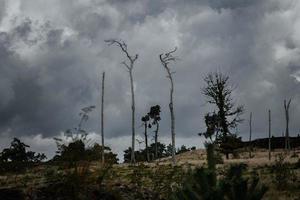 griezelig landschap met dood bomen. sfeervol spookachtig foto