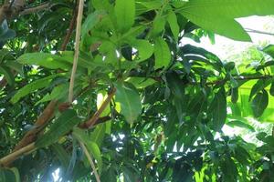 schaduwrijk mango boom met groen bladeren foto