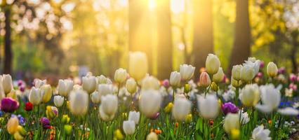 mooi boeket panorama van rood wit en roze tulpen in voorjaar natuur voor kaart ontwerp en web spandoek. sereen detailopname, idyllisch romantisch liefde bloemen natuur landschap. abstract wazig weelderig gebladerte foto