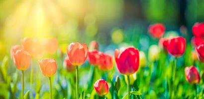 mooi boeket panorama van rood wit en roze tulpen in voorjaar natuur voor kaart ontwerp en web spandoek. sereen detailopname, idyllisch romantisch liefde bloemen natuur landschap. abstract wazig weelderig gebladerte foto