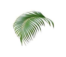 tropisch groen palm blad boom geïsoleerd Aan wit achtergrond foto