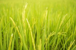 vers groen rijst- velden in de velden zijn groeit hun granen Aan de bladeren met dauw druppels foto