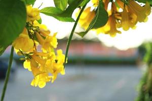 mooi geel bloemen bloeiend en verfrissend in natuur. foto