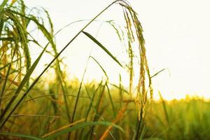 gouden oren van rijst- in de veld- Bij zonsondergang foto